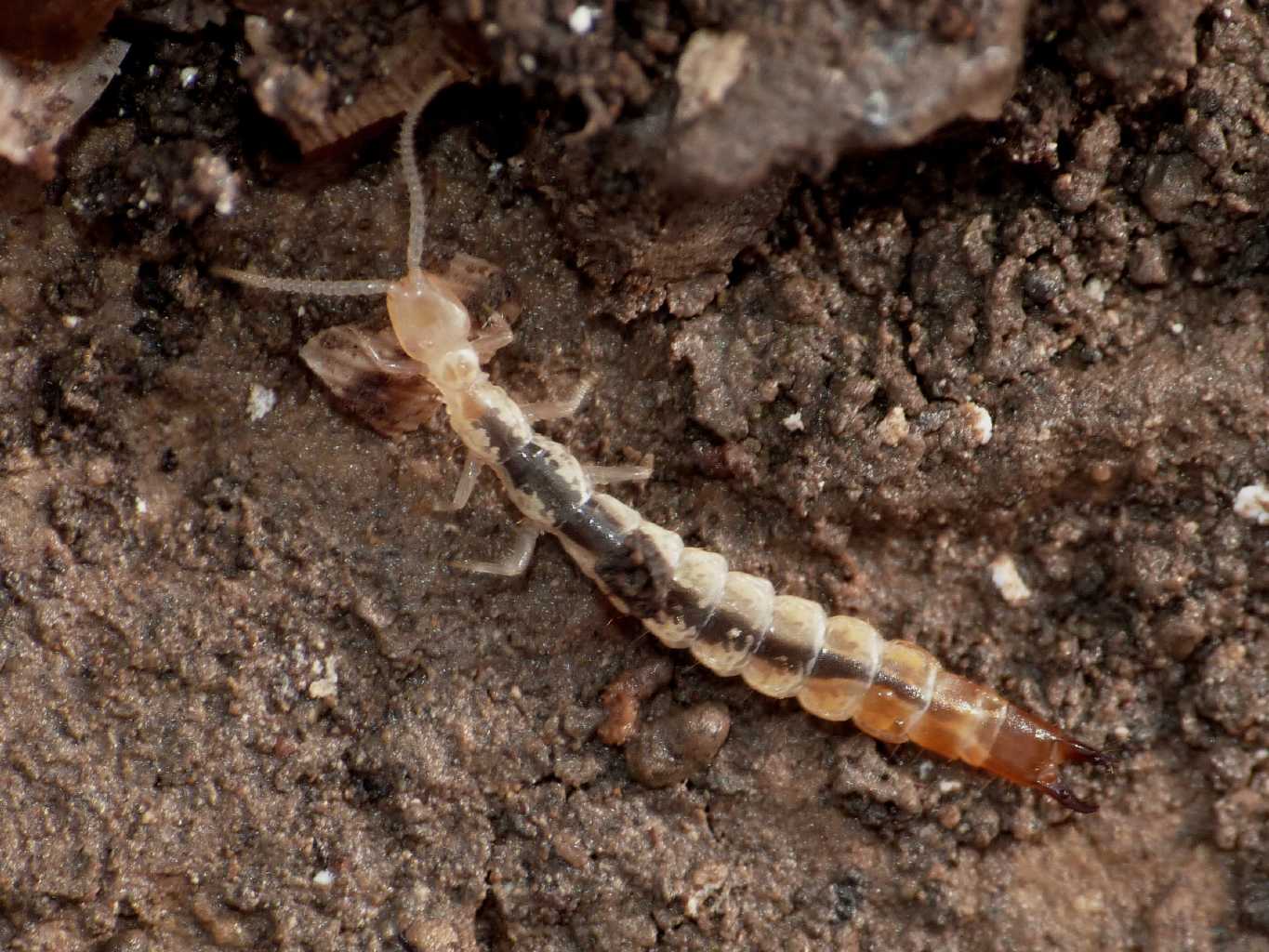 Dipluro Japygidae:  Japix sp. - Tolfa (RM)